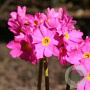 Primula rosea 'Grandiflora' GM P9