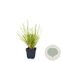 Sesleria autumnalis GM  P11