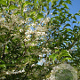 Styrax jap. 'JFS-D' 8-10 cm 35L