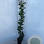 Hedera hibernica 80-100 cm C1.5 met stok