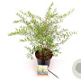Spiraea cinerea 'Grefsheim' 30-40 cm 3,0L