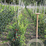 Ilex aq. 'Alaska' 80-100 cm met kluit