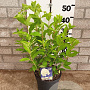Hydrangea pan. Skyfall 40-60 cm 5,0L