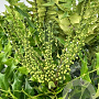 Mahonia media 'Charity' 40-50 cm 12L