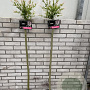 Salix integra 'Hakuro-nishiki' 120 cm stam 5,0L