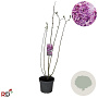 Syringa v. 'Sensation' 80-100 cm 7,5L 3-4 tak najaarspotting