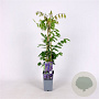 Wisteria sinensis 70 cm 2,0L zaailing