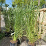 Pennisetum alopecuroides GM P9