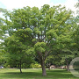 Acer davidii 300-350 cm draadkluit meerstammig solitair