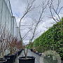 Acer japonicum 'Aconitifolium' 200-250 cm cont. 70L meerstammig