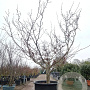 Acer japonicum 'Aconitifolium' 300-350 cm container meerstammig struik