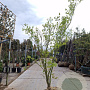 Acer palmatum 250-300 cm draadkluit