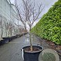 Acer pal. 'Bloodgood' 100-125 cm cont. 65L meerstammig
