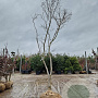 Acer pal. 'Bloodgood' 350-400 cm draadkluit solitair 3-5 tak