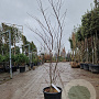 Acer pal. 'Fireglow' 125-150 cm 15L
