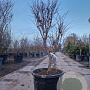 Acer pal. 'Fireglow' 125-150 cm container meerstammig