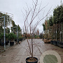 Acer pal. 'Fireglow' 150-175 cm 15L
