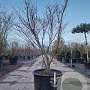 Acer pal. 'Fireglow' 150-175 cm container meerstammig