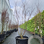 Acer pal. 'Fireglow' 175-200 cm cont. 65L meerstammig