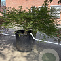 Acer pal. 'Green Globe' 20 cm stam container