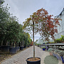 Acer pal. 'Green Lace' 100 cm stam container kroon 80-100