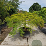 Acer pal. 'Green Lace' 60 cm stam container