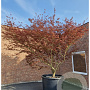 Acer pal. 'Koriba' 350-400 cm container meerstammig