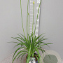 Agapanthus Eydori White GM C3