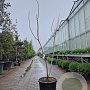 Albizia julibr. Ombrella 150-175 cm 35L