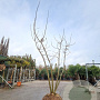 Albizia julibrissin 200-250 cm draadkluit meerstammig 140-160 diameter