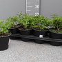 Aloysia triphylla P14