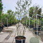 Amelanchier lamarckii 200-250 cm container extra