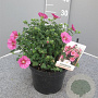 Anisodontea c. Elegans Princess gm 4,0L
