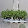 Artemisia abrotanum P14
