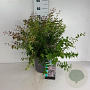 Kolkwitzia amabilis 'Pink Cloud' 50-60 cm 10L