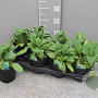 Borago officinalis P14