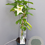 Brugmansia suaveolens 90 cm 5,0L stam