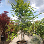 Carpinus betulus 400-450 cm container meerstammig extra
