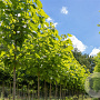 Catalpa bignonioides 250-300 cm draadkluit meerstammig solitair