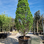 Carpinus bet. 'Monument' 300-350 cm container geveerd