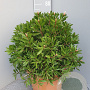 Callistemon citr. 'Splendens' GM c20