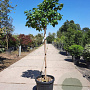 Camellia japonica 120 cm stam 35L kroon 50-60