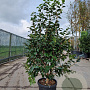 Camellia japonica 125-150 cm container 