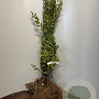 Ligustrum ovalifolium 60-80 cm wortelgoed 0/2 3-4 tak