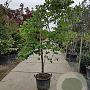 Cercis can. 'Vanilla Twist' 200-250 cm container
