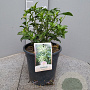 Cestrum nocturnum gm 4,0L