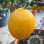 Citrus meyeri 100-110 cm 20L stam
