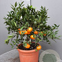Citrus reticulata 100 cm 10L stam oranje