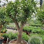Citrus sinensis 50 cm stam container 50-60 pompon