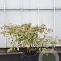 Cornus controversa 'Variegata' 125-150 cm 50L